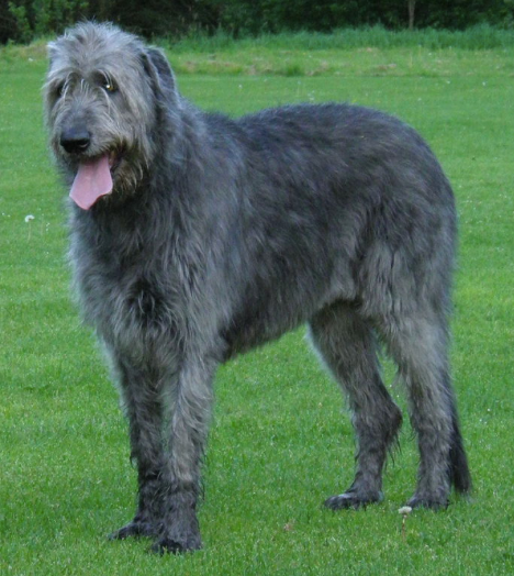 q7. it’s a big dog
